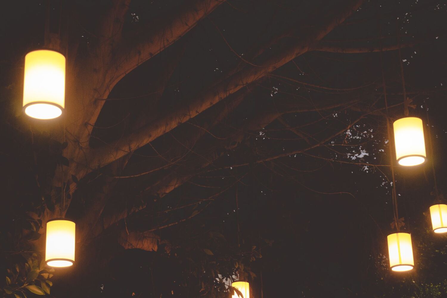 Lanterns hanging warmly among trees at night